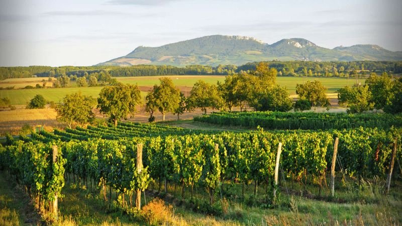 Vinařský dvůr na faře