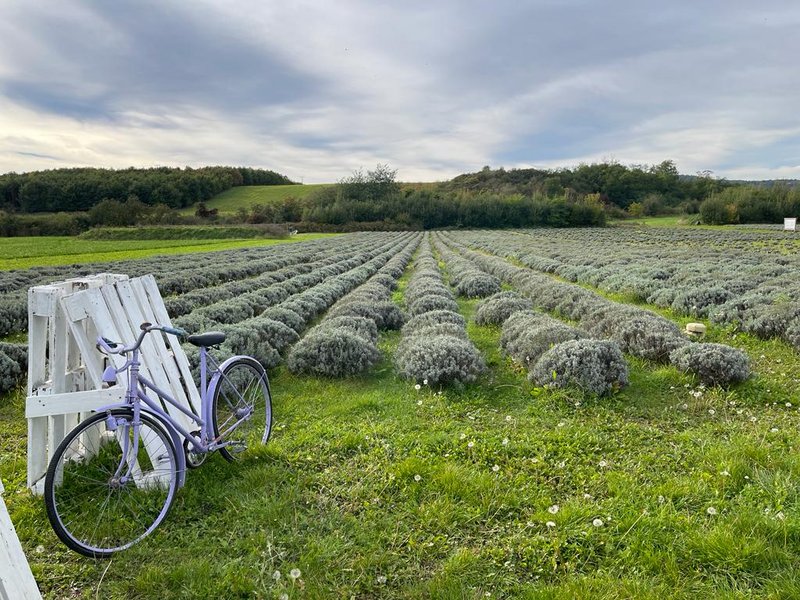 Levandulové údolí - restaurace
