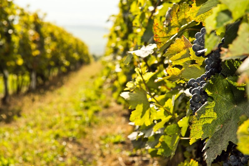 Vinotéka Víno Blatel