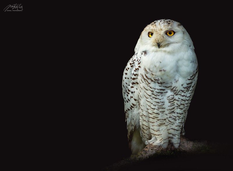 Zoopark Na Hrádečku