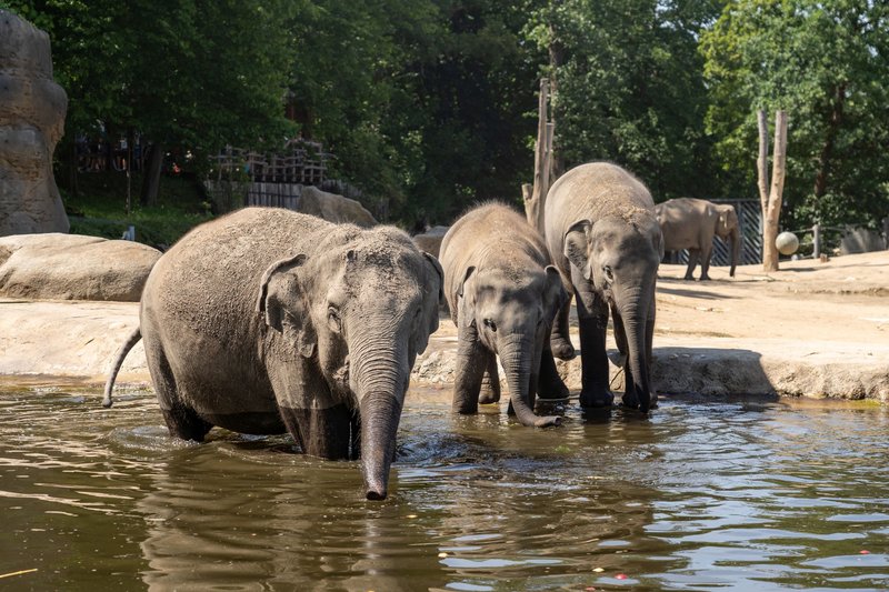 Zoo Praha