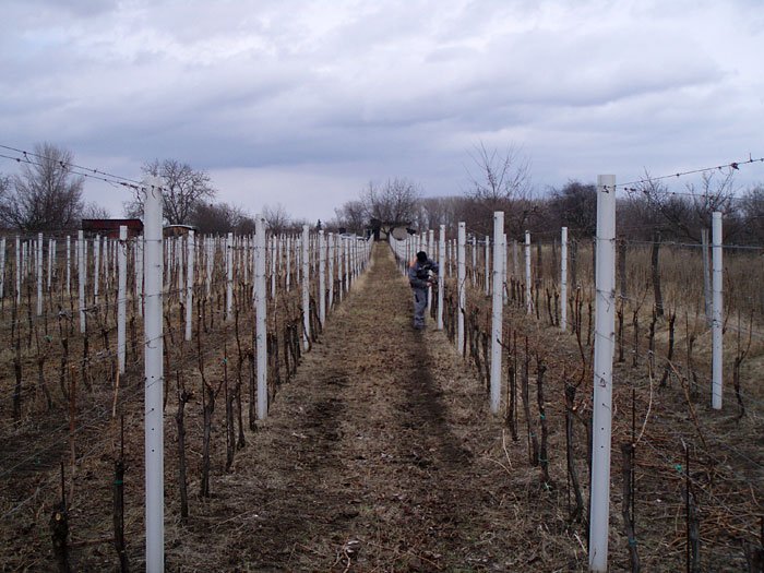 Rodinné vinařství Bartoníkovi